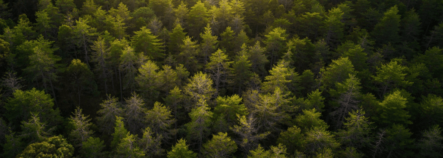 Background trees
